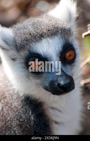 Incredibile Ritratto di Lemur: Occhi accattivanti e pelliccia squisita. Foto Stock