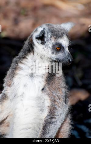 Splendido ritratto di un lembo affascinante che mostra i suoi occhi accattivanti e la pelle impeccabile. Foto Stock