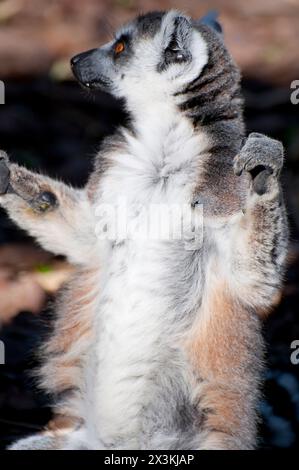 Splendido ritratto di un affascinante lembo che mostra i suoi occhi ipnotici e la pelle impeccabile. Foto Stock