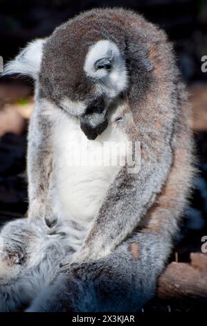 Incredibile Ritratto di Lemur: Occhi accattivanti e pelle impeccabile Foto Stock