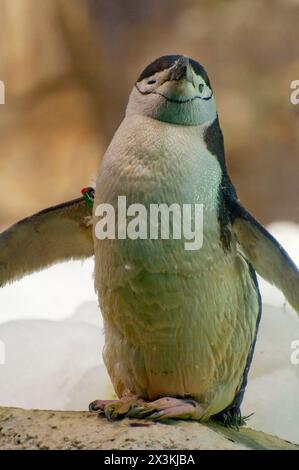 Elegante Ritratto dei pinguini: Adorabile piumaggio e becco Foto Stock