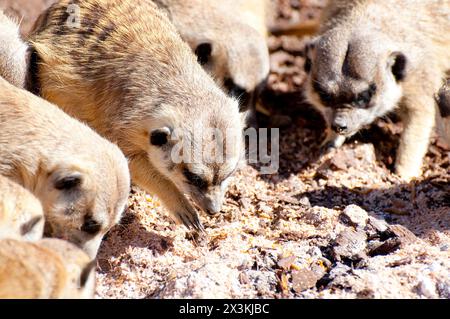 Adorabile Suricatta: Accattivante primo piano di viso carino e pelle liscia Foto Stock