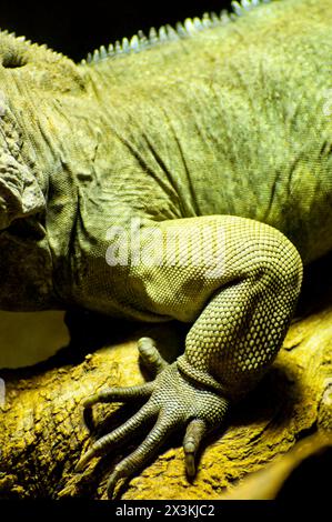 Incredibile Ritratto rettile: Cattura la bellezza della texture della pelle di una lucertola Foto Stock