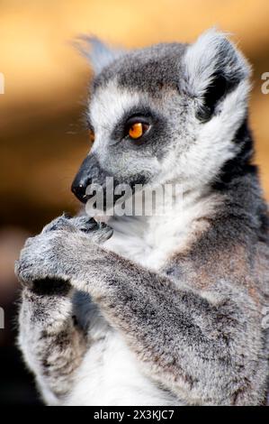 Splendido ritratto di un lembo affascinante che mostra i suoi occhi accattivanti e la pelle impeccabile. Foto Stock