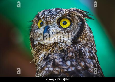 Gufo accattivante: Una vista mozzafiato con lo sguardo Piercing e le squisite piume Foto Stock