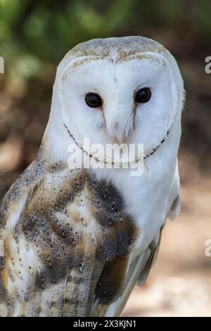 Il maestoso gufo dalla testa bianca cattura lo sguardo della fotocamera Foto Stock