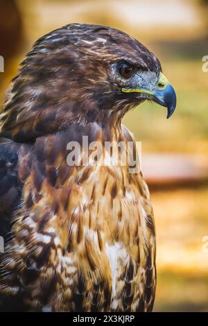 Sguardo d'oro: Splendide immagini della maestosa Aquila diurna in volo Foto Stock