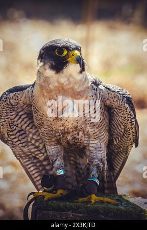 Volo veloce: Il magnifico Falcon Peregrine che diffonde le ali in volo Foto Stock