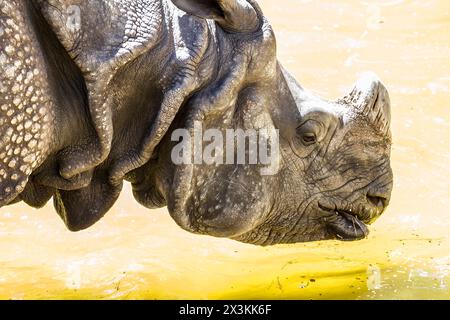 Majestic Indian Rhino: Corno gigante e pelle armatura Foto Stock