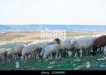 Guardiano del gregge: Shepherd Dog Protecting Mediterranean Hillside Sheep in Traditional ovine Farming Landscape Foto Stock