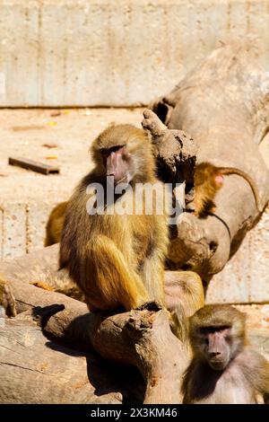 Wild Baboon: Cattura la maestosa bellezza di Papio hamadryas ursinus con immagini mozzafiato Foto Stock