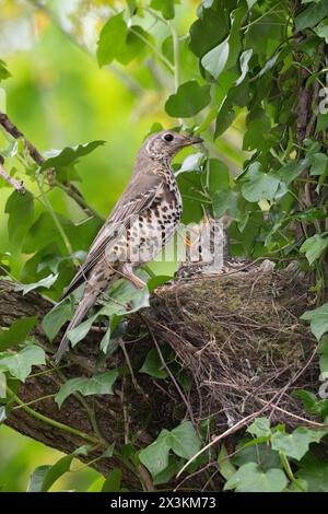 Adult Mistle Thrush, Turdus viscivorus, arroccato al nido con pulcini, Queen's Park, Londra, Regno Unito Foto Stock