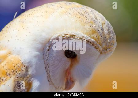 Gufo bianco: Accattivante Ritratto di un uccello maestoso Foto Stock