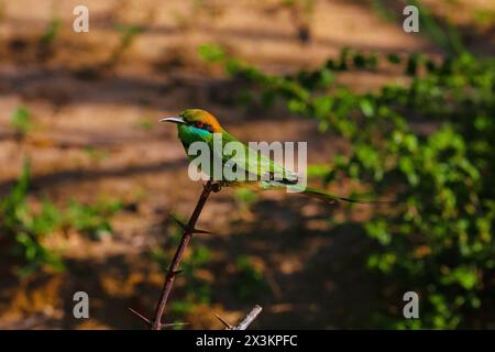 Famiglia di mangiatori di api dalle guance blu (Merops persicus), Meropidae. un piccolo, bellissimo e luminoso uccello vizioso siede su un ramo nel suo habitat naturale Foto Stock