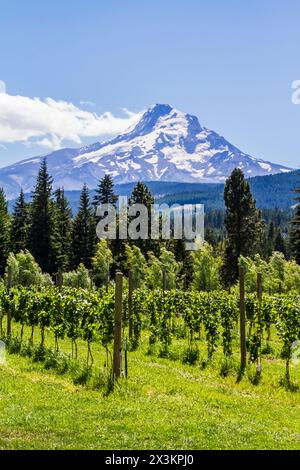 Vista panoramica delle viti nei vigneti dell'Hood River Fruit Loop, Oregon, con la foresta e il monte Cappuccio in lontananza in una giornata di sole d'estate. Foto Stock