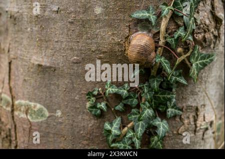 Lumaca commestibile a strisce marroni che strisciano su un tronco di albero ricoperto di edera, Danimarca, 9 aprile 2024 Foto Stock