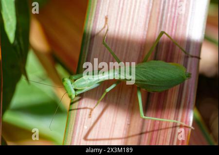 Guardando in basso una mancia sudafricana che prega, seduta su una variegata foglia di lino. La vista dall'alto mostra la schiena e la forma della testa e del collo. Foto Stock