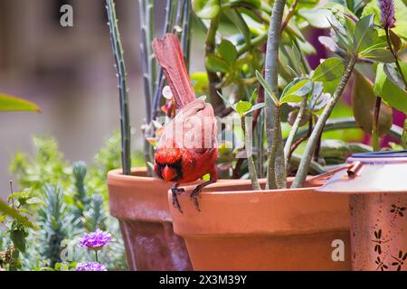 Cardinale rosso maschio che imita un uccello rosso arrabbiato. Foto Stock