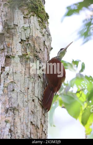 Il piccaiolo a becco lungo (Nasica longirostris) è un uccello passerino sub-oscino della sottofamiglia Dendrocolaptinae della famiglia degli ovini Furnariidae. Foto Stock