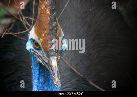 Cassowary meridionale (casuarius casuarius) nella foresta pluviale di Daintree Foto Stock