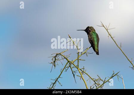 Anna (Hummingbird Calypte anna) Foto Stock