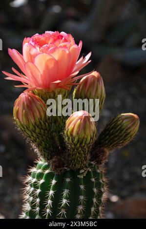 Cactus rosa fiore che sboccia nel deserto Foto stock - Alamy