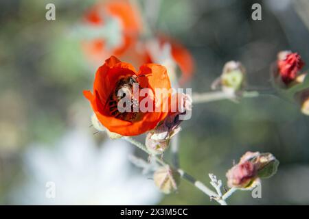 Ape solitaria che dorme in un fiore malandato del globo Foto Stock