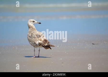 Un maestoso gabbiano dalla dorsale nera si erge sulla spiaggia sabbiosa, guardando a destra verso l'oceano a Ponce Inlet, Florida. Foto Stock