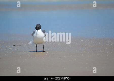 Un gabbiano ridendo si erge sulla spiaggia sabbiosa sul bordo dell'oceano, con il corpo rivolto in avanti e la testa rivolta verso la macchina fotografica a Ponce Inlet, Jetty Beach, Florida. Foto Stock