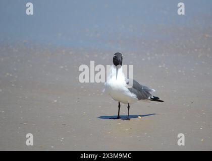 Un gabbiano ridendo sorge sulla spiaggia sabbiosa sul bordo dell'oceano, con il corpo angolato, la testa girata verso la macchina fotografica a Ponce Inlet, Jetty Beach, Florida. Foto Stock