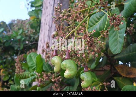 Primo piano dei fiori di anacardi. Albero da frutto tropicale con lussureggiante vegetazione verde. Foto Stock