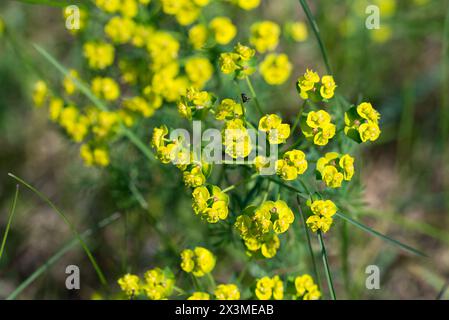 Cypress Spurge, Euforbia Cyparissias fiori primaverili primo piano focus selettivo Foto Stock