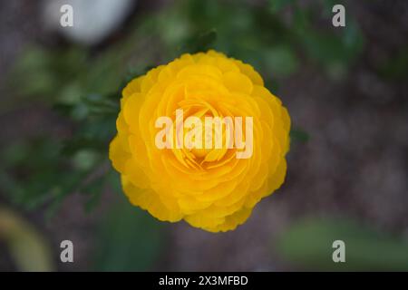 Vista dall'alto di ranunculus in piena fioritura Foto Stock