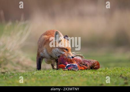 Volpe rossa (Vulpes vulpes) animale adulto che si nutre di un fagiano comune morto (Phasianus colchicus), Inghilterra, Regno Unito Foto Stock