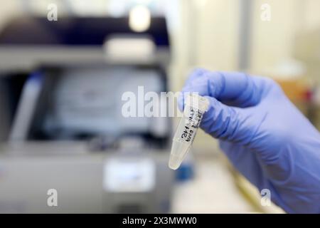 Estrazione di DNA da biopsie tumorali polmonari per lo studio di mutazione genica EGFR per un possibile trattamento con anti-EGFR, Sequencer, Anatomic Pathology, Onkologi Foto Stock