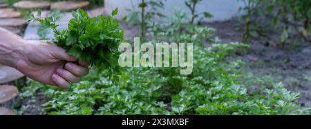 Le mani degli agricoltori raccolgono il prezzemolo in giardino all'aperto. Concetto biologico di giardinaggio domestico e coltivazione di erbe verdi. Verdure fresche coltivate localmente Foto Stock