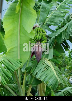 Un mucchio di banane Lady Finger che crescono su un albero nel subtropicale NSW Australia Foto Stock