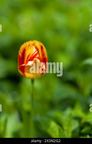 Un tulipano rosso giallo su sfondo sfocato verde, profondità di campo bassa Foto Stock