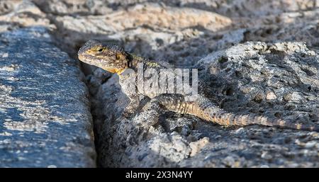 Ci sono molte lucertole Spiny (Stellagama stellio) nei giardini di Hevsel, che sono patrimonio dell'umanità dell'UNESCO a Diyarbakır. Questi Balcani, la Turchia AN Foto Stock