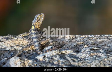 Ci sono molte lucertole Spiny (Stellagama stellio) nei giardini di Hevsel, che sono patrimonio dell'umanità dell'UNESCO a Diyarbakır. Questi Balcani, la Turchia AN Foto Stock