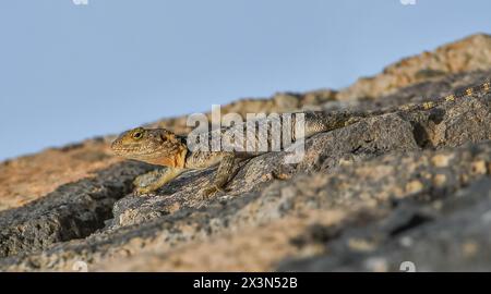 Ci sono molte lucertole Spiny (Stellagama stellio) nei giardini di Hevsel, che sono patrimonio dell'umanità dell'UNESCO a Diyarbakır. Questi Balcani, la Turchia AN Foto Stock