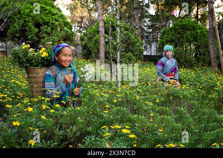 Fiori Hmong donne che raccolgono fiori nel terreno del Palazzo dei Re Hmong (Vau Meo) a Bac ha, provincia di Lao Cai, Vietnam Foto Stock