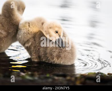 Immagine ravvicinata di un cigno nero cygnet che preserva le sue piume fini. Foto Stock