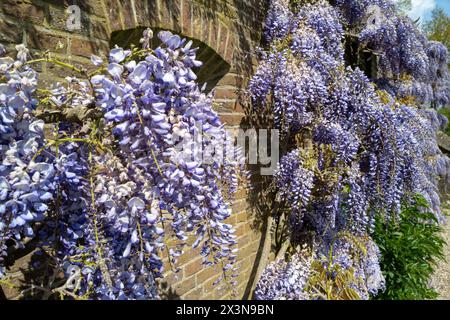 fiore blu di glicine su un muro di mattoni Foto Stock