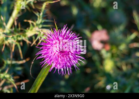 primo piano di un cardo viola Foto Stock