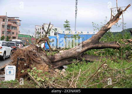 (240428) -- GUANGZHOU, 28 aprile 2024 (Xinhua) -- Un albero caduto è visto dopo un tornado nel villaggio di Guangming della città di Zhongluotan del distretto di Baiyun, Guangzhou, provincia del Guangdong della Cina meridionale, 28 aprile 2024. Cinque persone sono state uccise e altre 33 ferite da un forte tornado che ha colpito Guangzhou, la capitale della provincia del Guangdong della Cina meridionale, sabato pomeriggio, hanno detto le autorità locali. Il tornado colpì Zhongluotan Town nel quartiere Baiyun intorno alle 15:00, mentre la stazione meteorologica nel villaggio di Liangtian, a circa 2,8 chilometri dal punto di ritrovo del tornado, regis Foto Stock