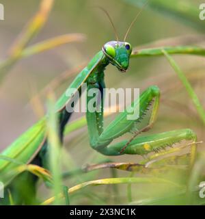 European Mantis o praying Mantis in latin Mantis religiosa Foto Stock