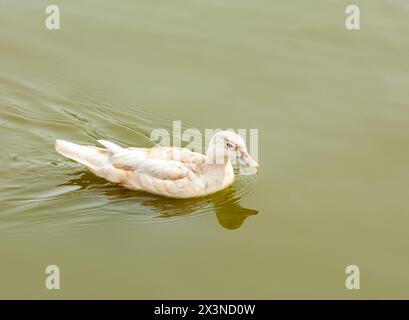 Le anatre di pekin bianche, note anche come Aylesbury o Long Island, sbattono e spalmano le ali Foto Stock