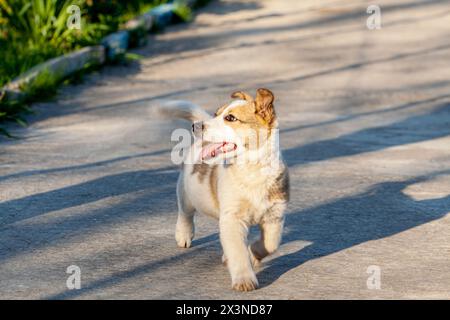Divertente e pazzo corgi gallese pembroke con la lingua appesa tra l'erba nella foresta e guardando direttamente nella telecamera contro Foto Stock