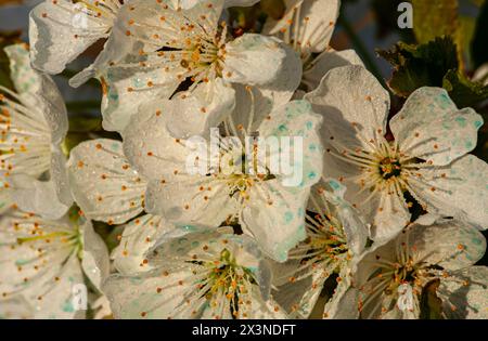 Foto macro di fiori bianchi di pere Bradford in fiore all'inizio della primavera. Foto Stock